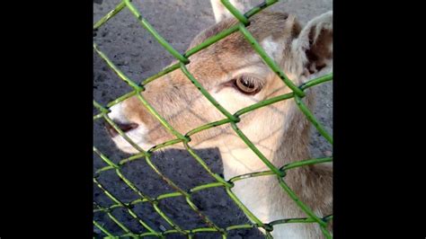 Lahore Zoo animals must watch - YouTube