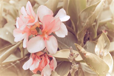 3840x2160 wallpaper | pink flowers | Peakpx