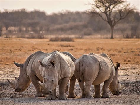 Experience It: Khama Rhino Sanctuary - Botswana’s Animal Community | MackAir