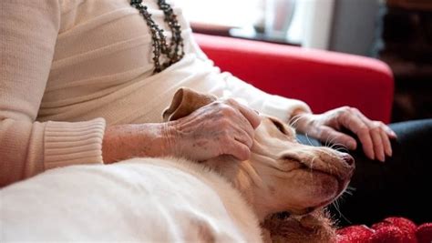 What is Spondylosis in Dogs and How Is It Treated?