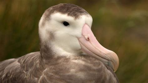 The giant albatross endangered by monster mice - BBC News