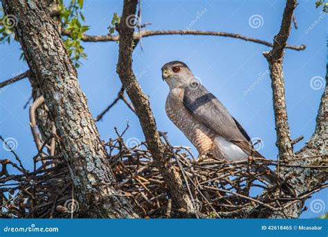 Cooper s Hawk Nesting stock image. Image of avian, coopers - 42618465