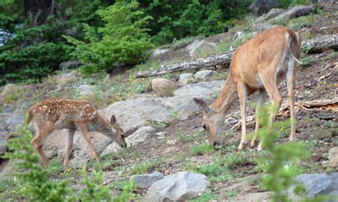 Crater Lake Wildlife - AllTrips