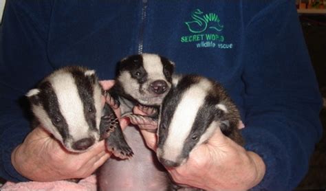 Trio of badger cubs arrive at Secret World Wilflife Centre near Burnham