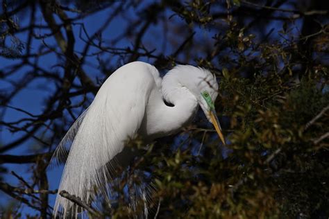 Altamaha Riverkeeper - Altamaha Riverkeeper