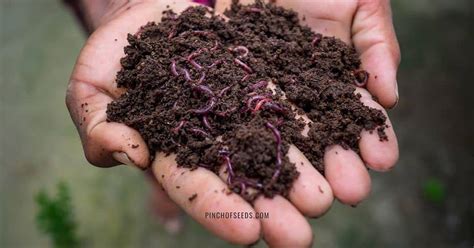 Worm Castings: What are the benefits of adding in Lawn & Garden?