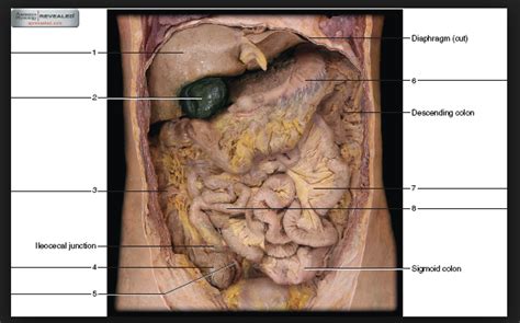 The Digestive System I- Anatomy: Human Digestive Anatomy: Human Cadaver ...