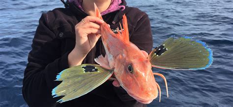 Winter fishing for Gurnard - Catch Fishing