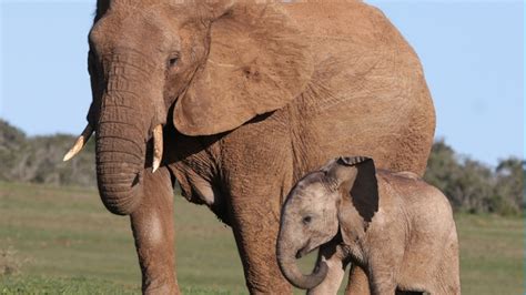 Can elephants hear through their feet? - Animal-Club.co.uk