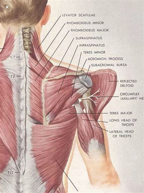 Shoulder Pain Anatomy Map : Anatomy Lesson: Shoulder Musculature - Beautiful to the Core ...