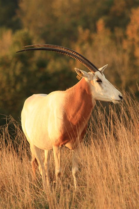 Definitive Guide To Scimitar-horned Oryx Facts, Habitat, Conservation Status, Zoo Populations ...