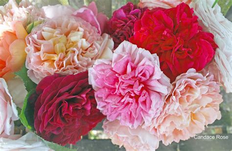 Ruffled English Rose Bouquet | English roses from the garden… | Flickr