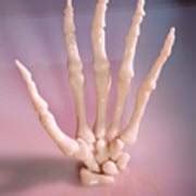 Human Hand Skeleton Photograph by Pascal Goetgheluck/science Photo Library - Fine Art America