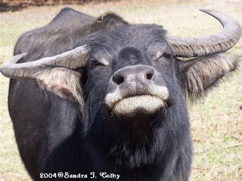 Funny buffalo picture |Funny Animal