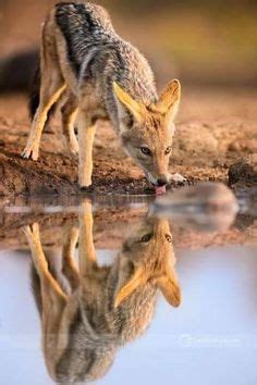 9 MEXICAN COYOTE ideas | coyote, coyote animal, wild dogs