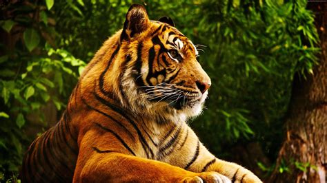 Tiger, tiger, cute animals, 4k HD wallpaper | Wallpaper Flare