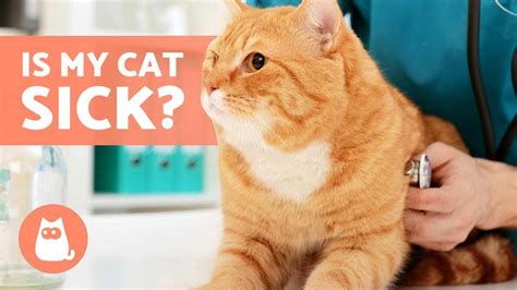 How to Know If MY CAT Is SICK 😿 (9 Common Symptoms) – HousePetsCare.com