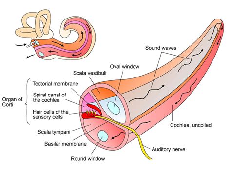 Cochlea – transparent uncoiled