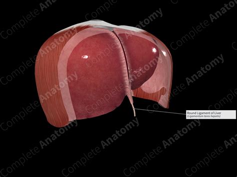 Round Ligament of Liver | Complete Anatomy