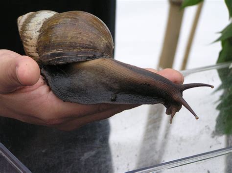 The Giant African Land Snail (Achatina fulica) Goes Global – The Global Fool