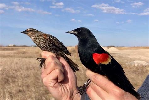 Red-winged Blackbird, female and male | Red wing blackbird, Pet birds, Black bird