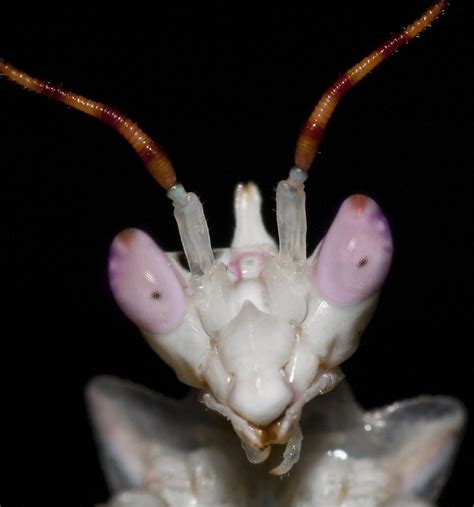 Spiny Flower Mantis Portrait | YEEEAAAHH! My extension tubes… | Flickr