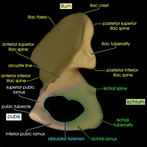 Pelvic Bones | AnatomyZone