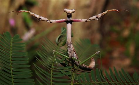 Download Animal Praying Mantis HD Wallpaper