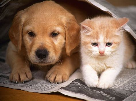 1920x1080px | free download | HD wallpaper: Dog Puppy Cat Kitten HD ...