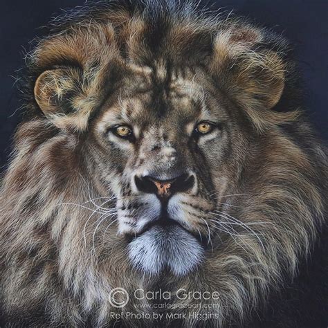 Wildlife Artist | Carla Grace Art