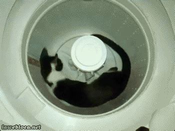 Cat Washing Machine GIF - Find & Share on GIPHY