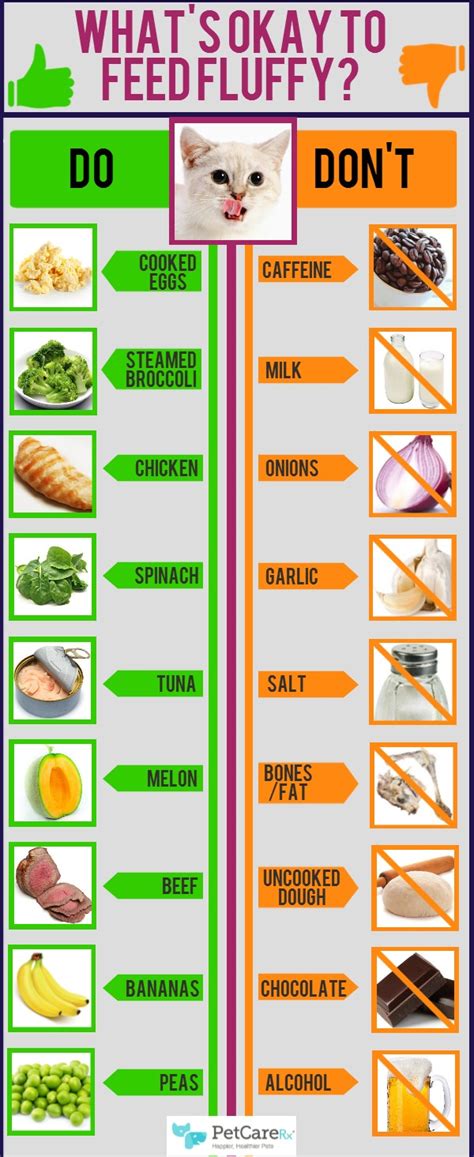 Cat Infographic. Safe Snacks For Cats - The Tiniest Tiger