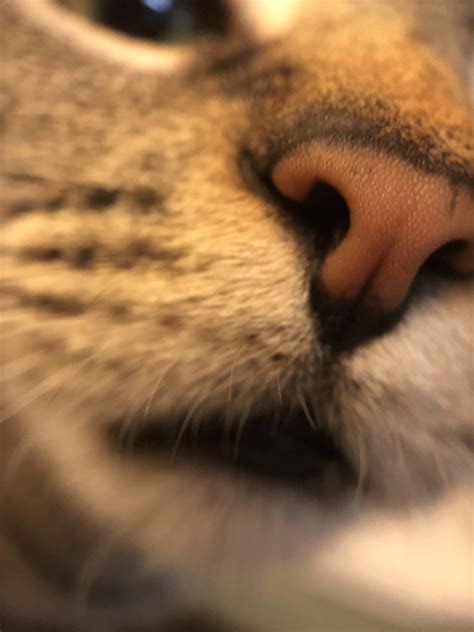 Mega nose boop! . #CatsOfTwitter #cute : r/butterjack