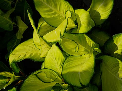 Dieffenbachia Propagation