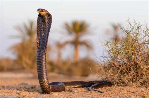 10 Facts About The Egyptian Cobra – Snake Radar