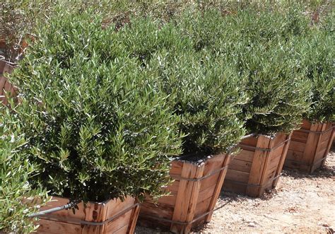 Olea europaea 'Dwarf Olive' - T-Y Nursery