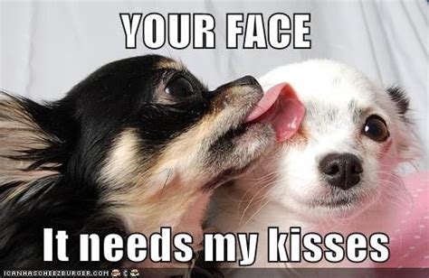 YOUR FACE It needs my kisses Chihuahua Quotes, Cute Chihuahua ...