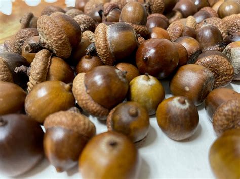 Red Oak Acorns 80 14oz 2022 Crop Assorted Sizes With and - Etsy