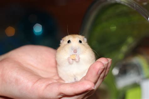 Baby Winter White Hamster