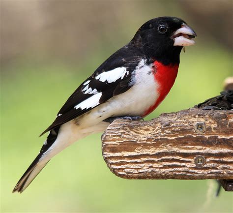 Male Grosbeak by Brian Masters on 500px | Male, Master, Photo