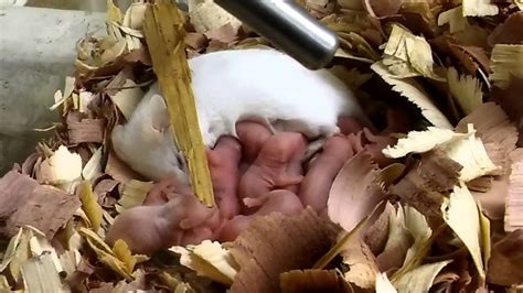 Cute pinky baby mice - mommy nursing - YouTube