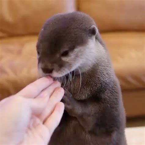 otter cute kawaii plush sale in 2021 | Otters cute, Otters, Kawaii plush