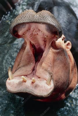 Hippopotamus yawning - Stock Image - Z948/0012 - Science Photo Library