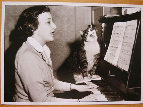 cat singing along with owner | International cat day, Cats, Cat photo