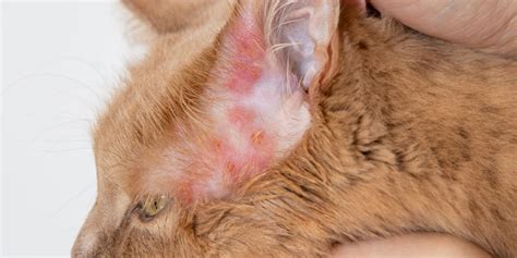 Cat Skin Allergies: Causes, Symptoms, and Management - Stephi LaReine