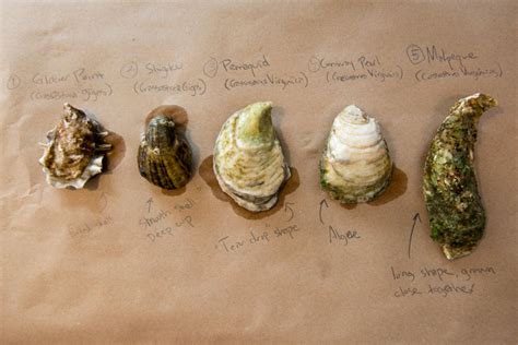 A Brief Guide to Oysters and Their Shells | Edible Brooklyn