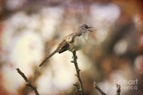 The Singing Mockingbird Photograph by Karen Silvestri