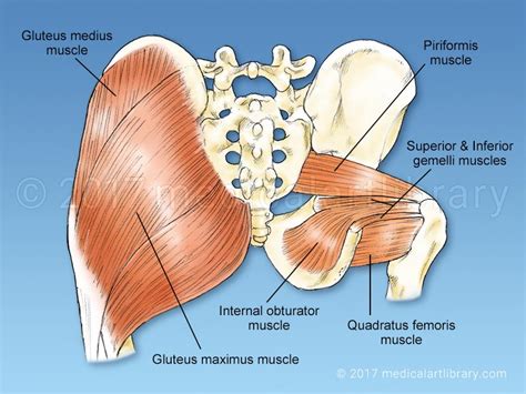 Hip Rotator - Medical Art Library