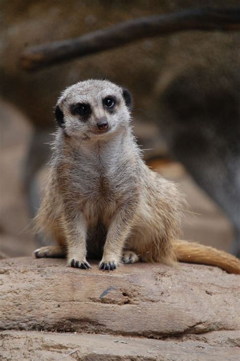 Curious meerkat taken in the Desert Dome at the Henry Doorly Zoo in ...