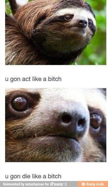 Pin by junior lopez on LOLCOASTER | Sloths funny, Funny, Sloth